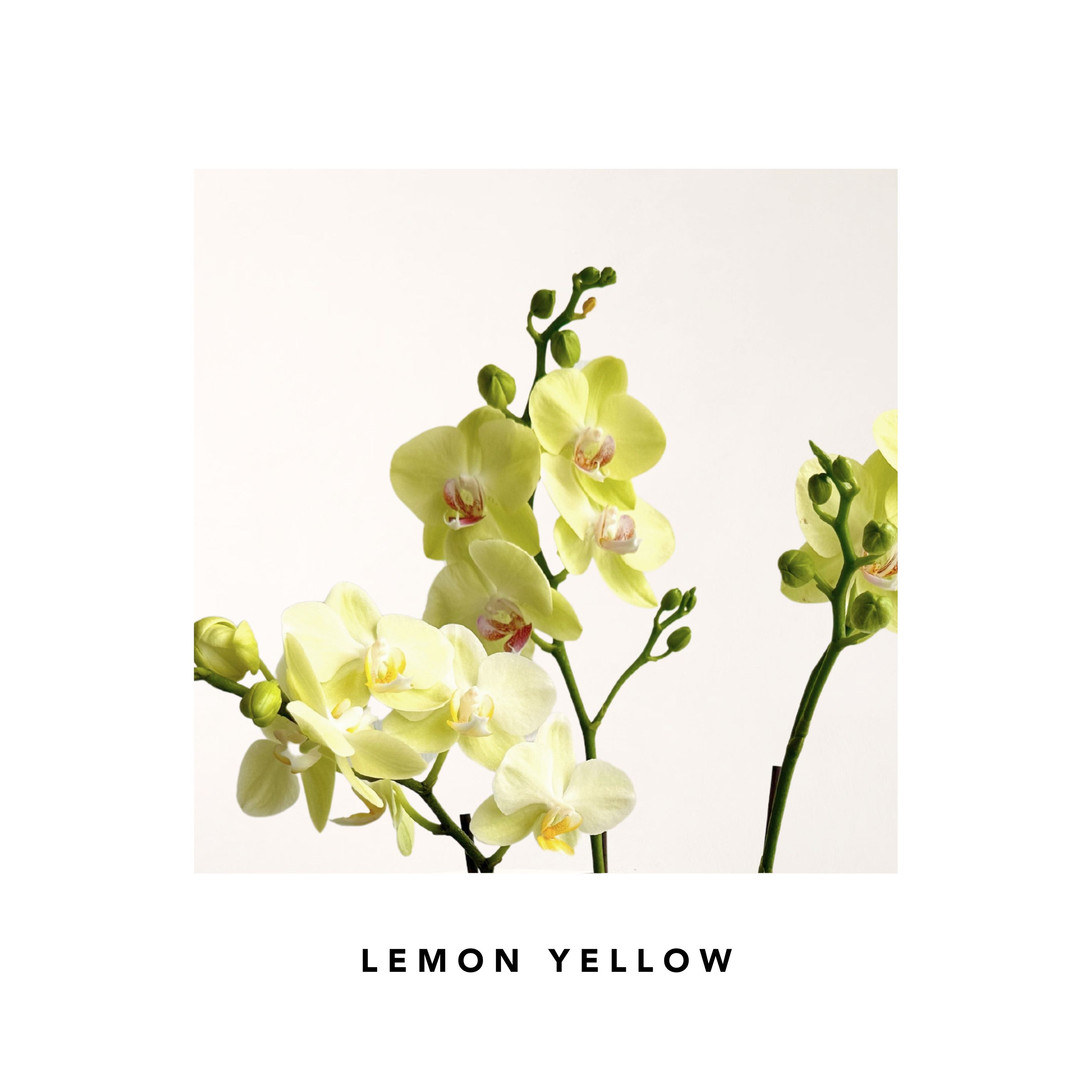 Lemon Yellow Mini Phalaenopsis Orchids (3 Stems / White Planter)