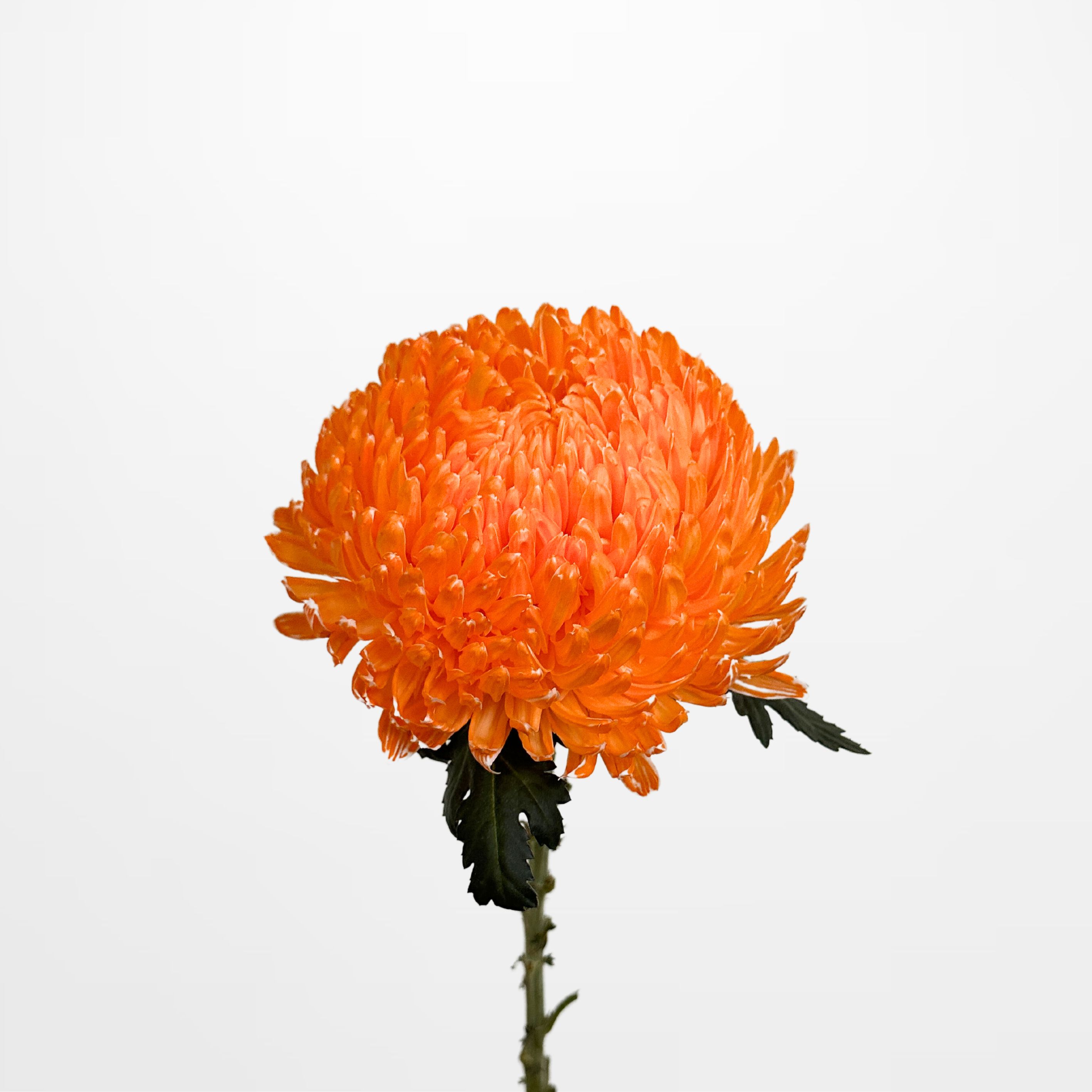 CR Apricot Chrysanthemum 