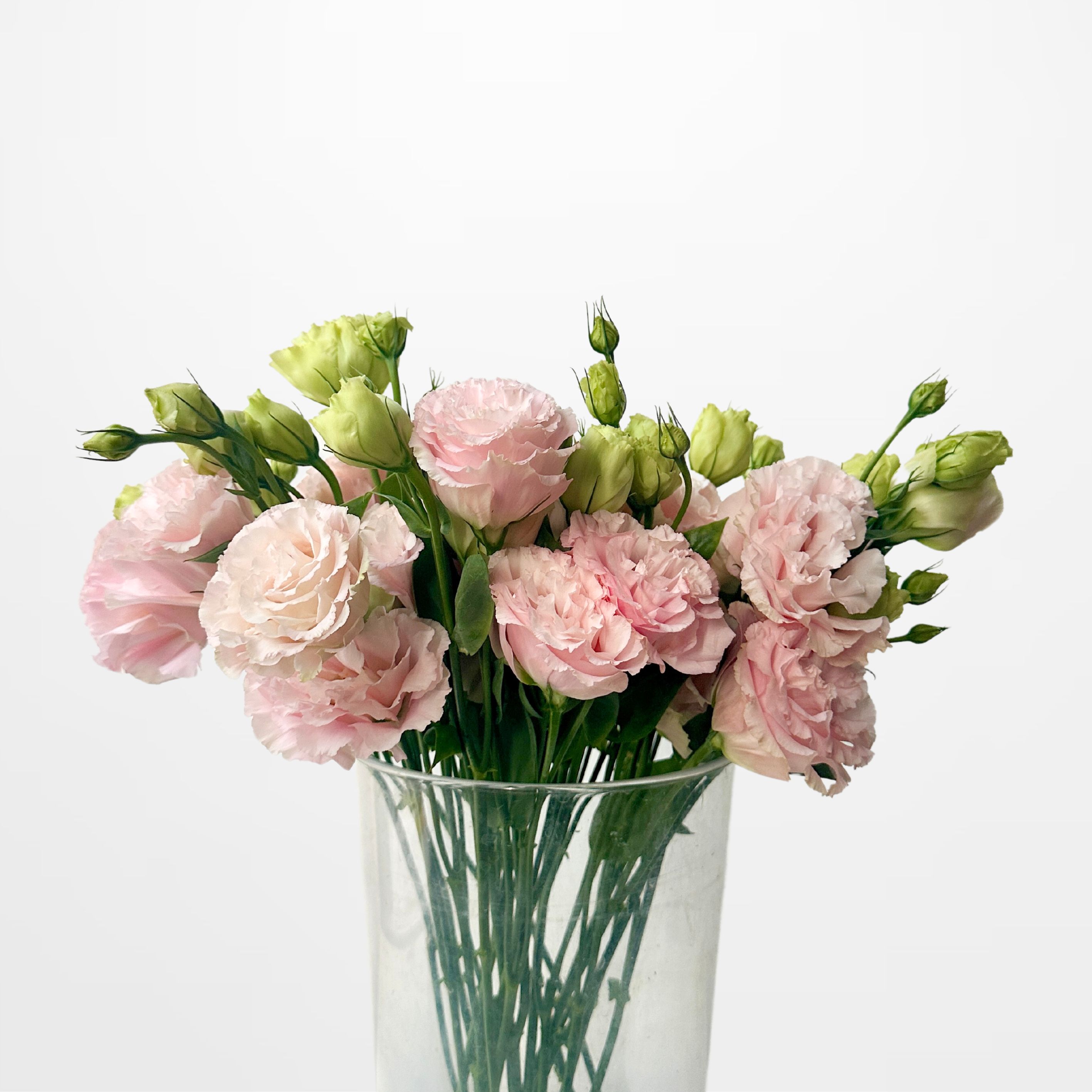 Light Pink Double Lisianthus