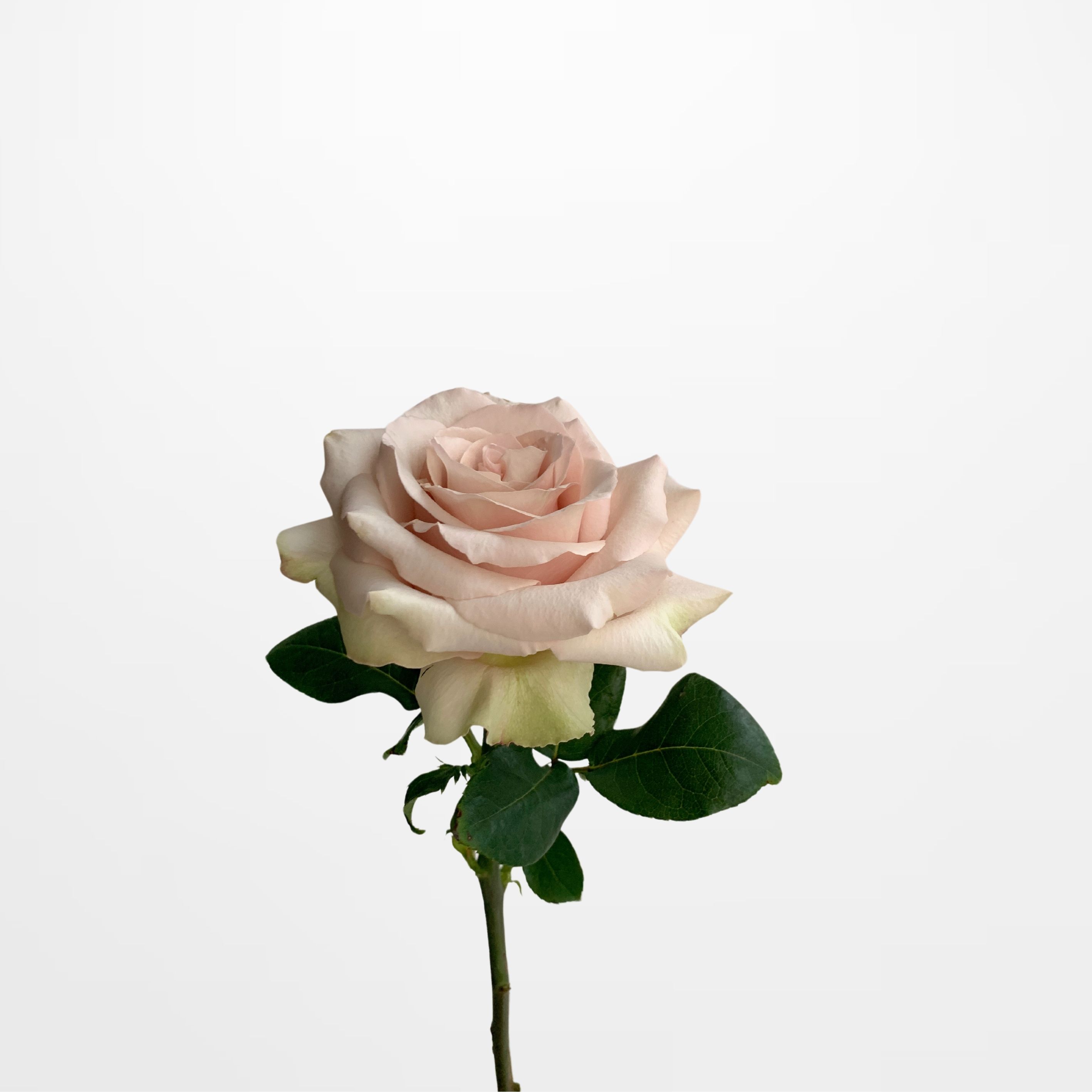 R Silver Sand Rose