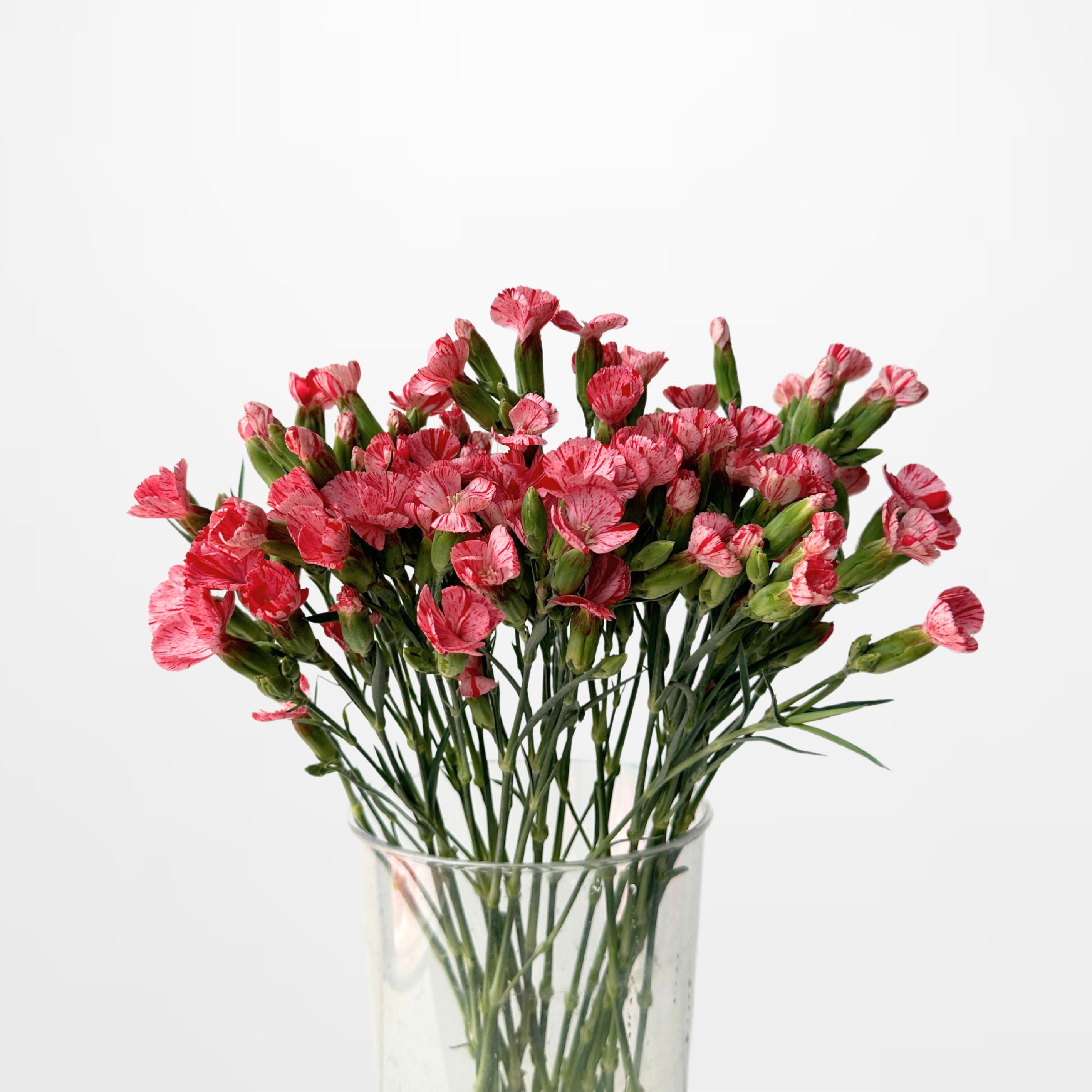 DI Strawberry Solomio Carnation