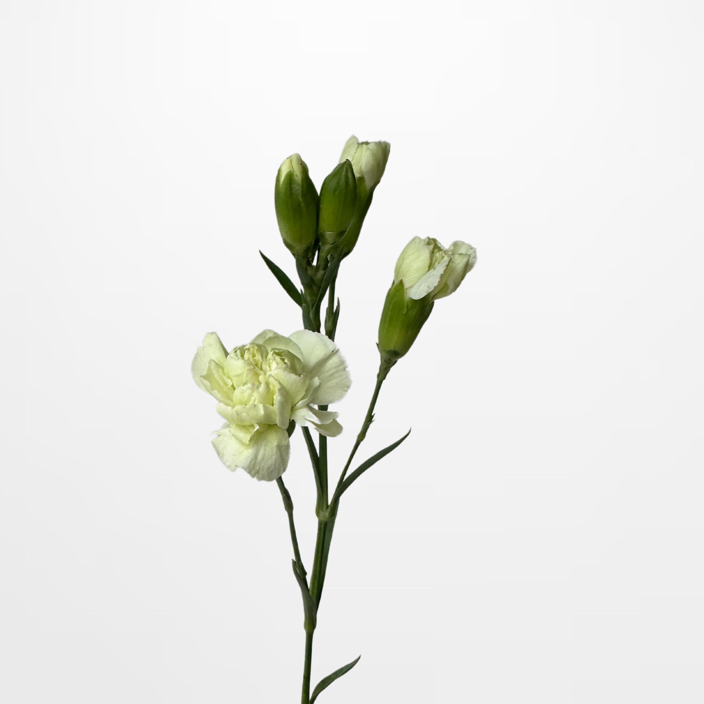 DI  S Green Tea  Carnation Spray