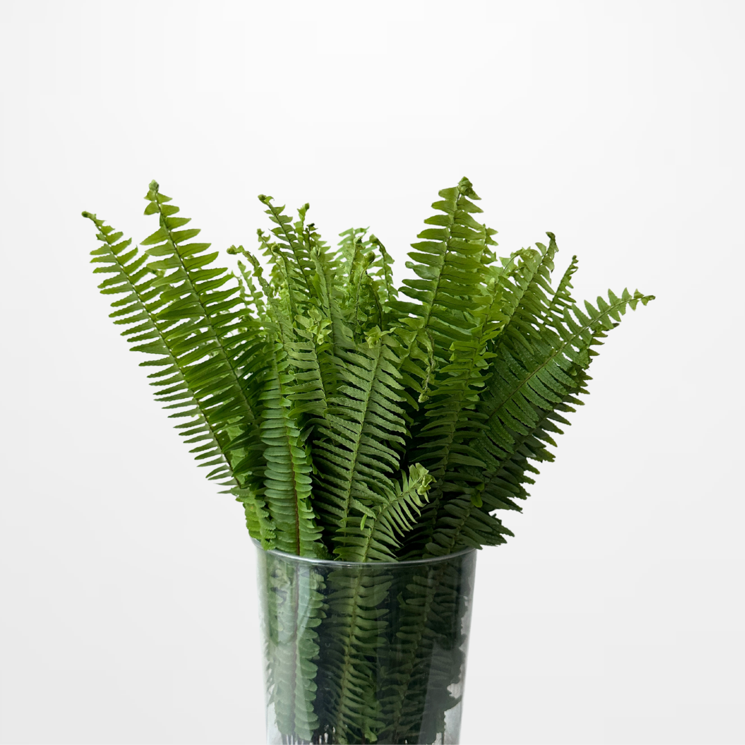 Sword Fern