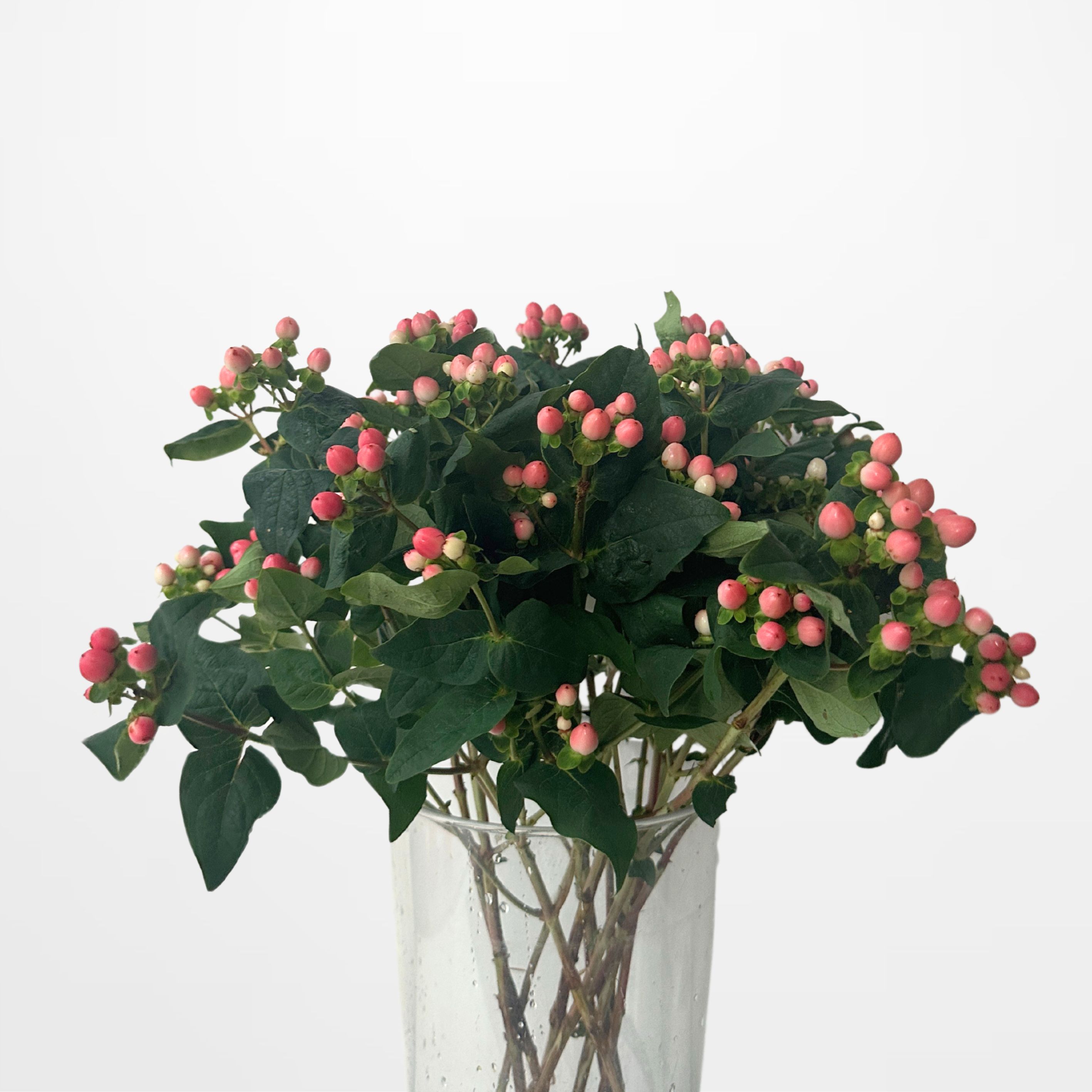 Hypericum Pink