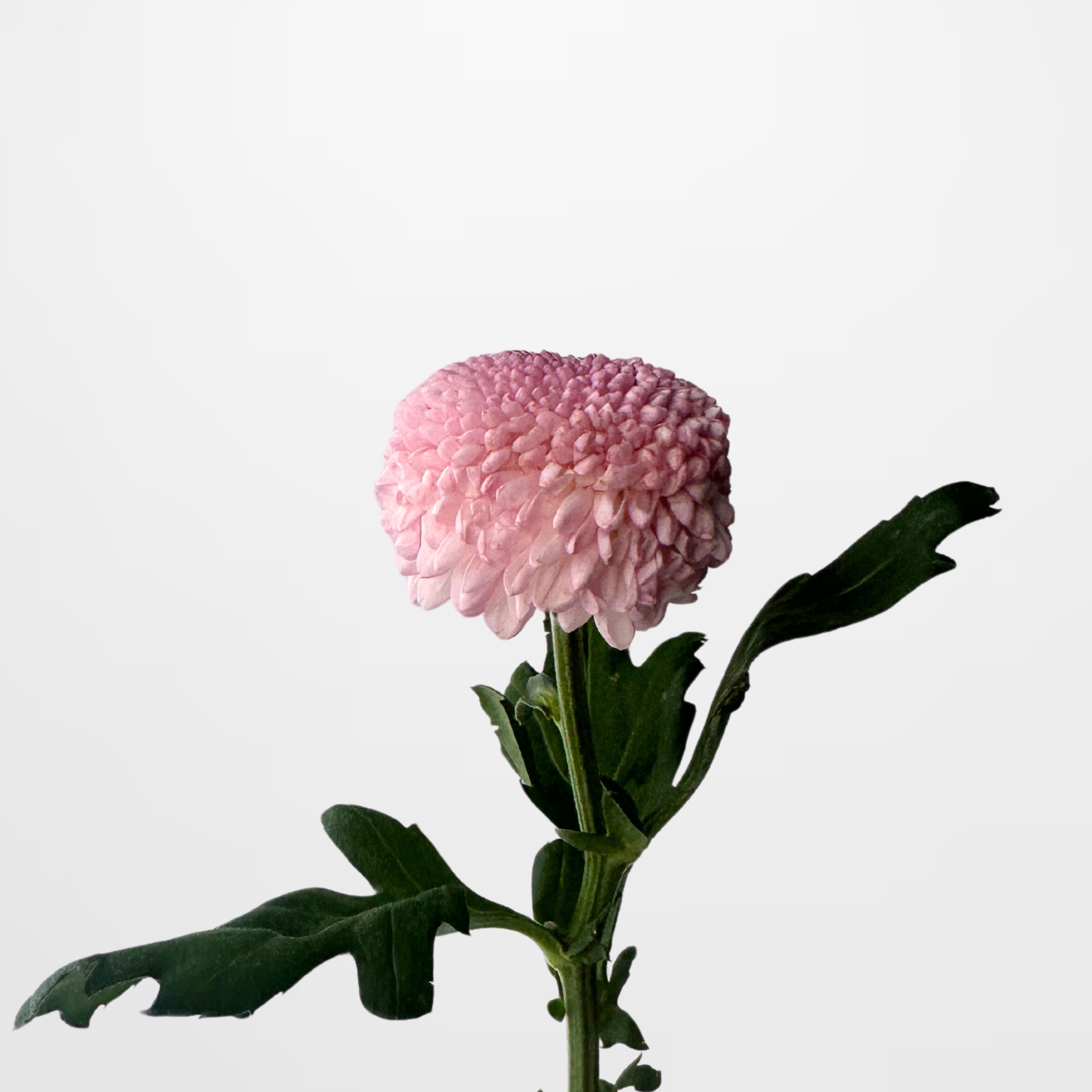 CHR G  Pink Pom Pom (Semi)