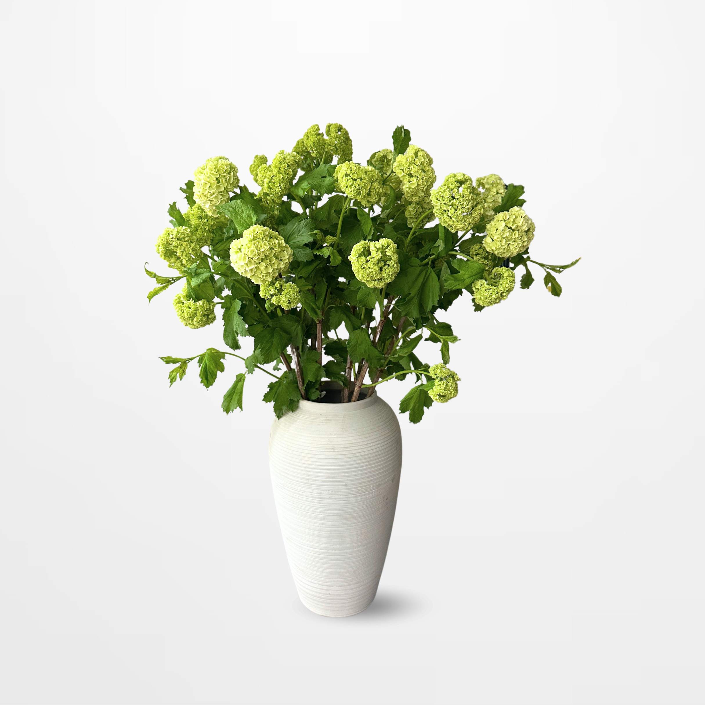 Viburnum Roseum 