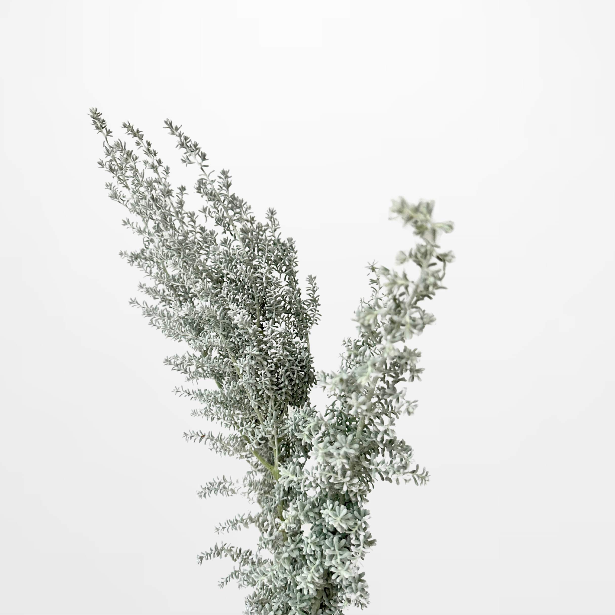 GR Silver Kochia
