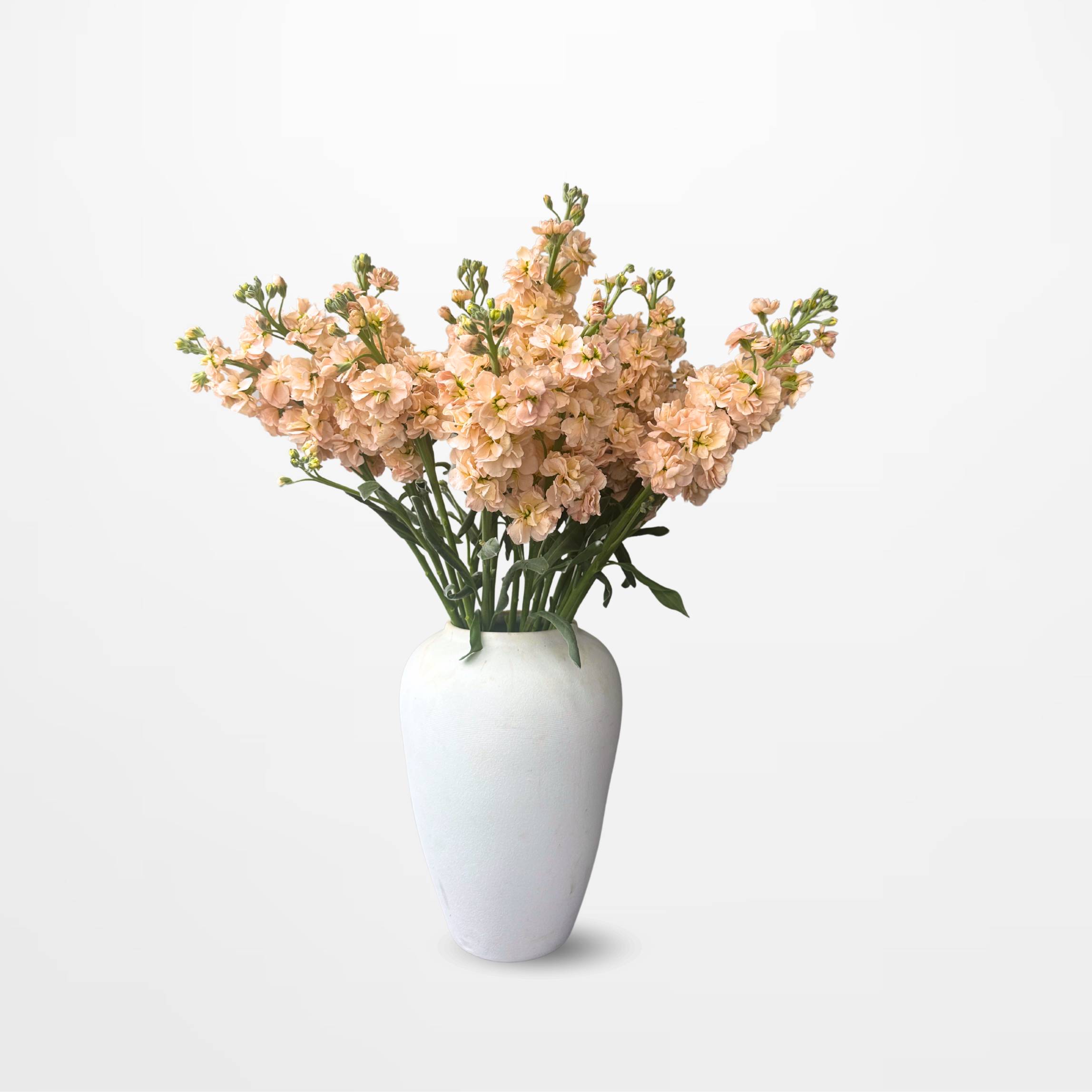 MAT Champagne Matthiola
