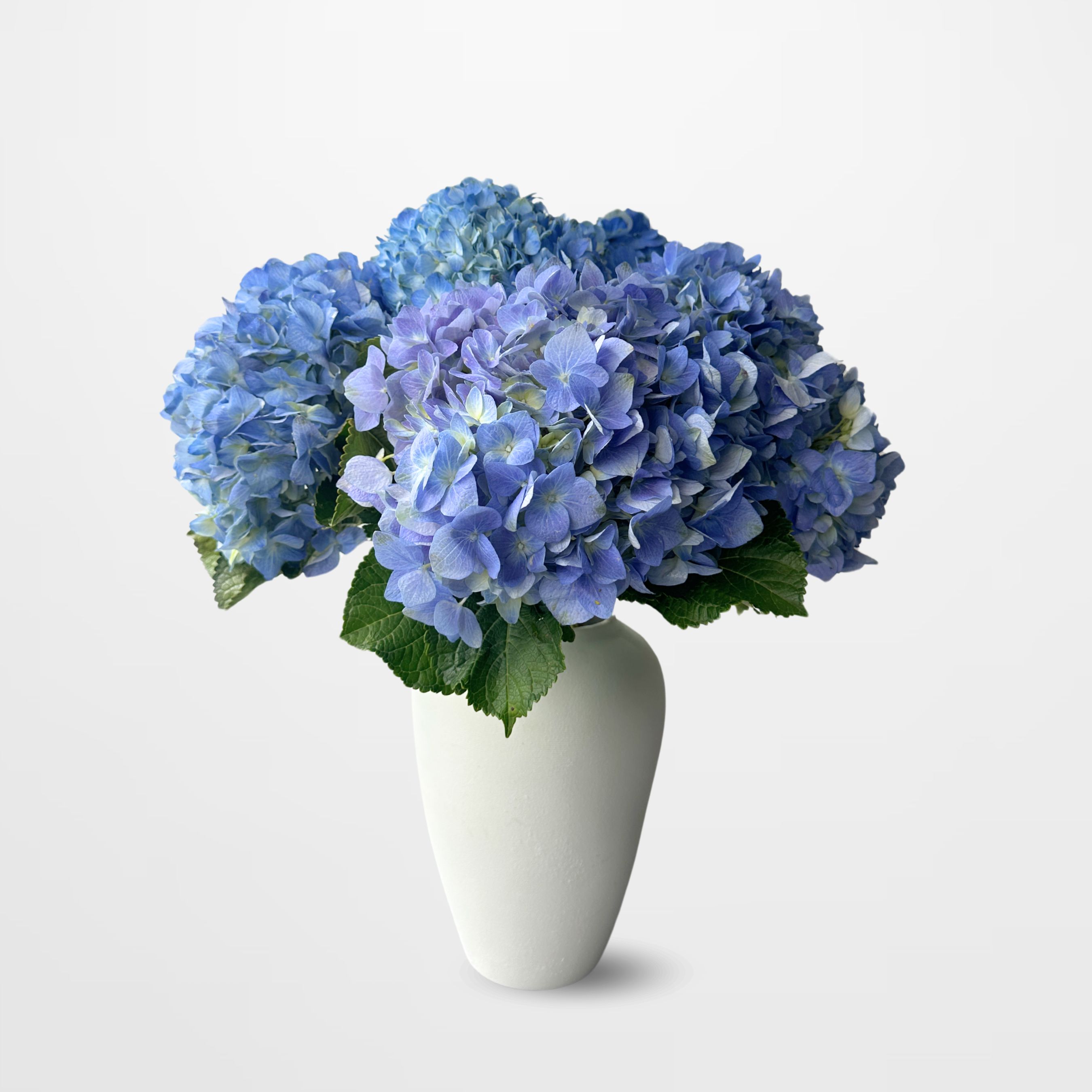 HY Pacific Blue Hydrangea