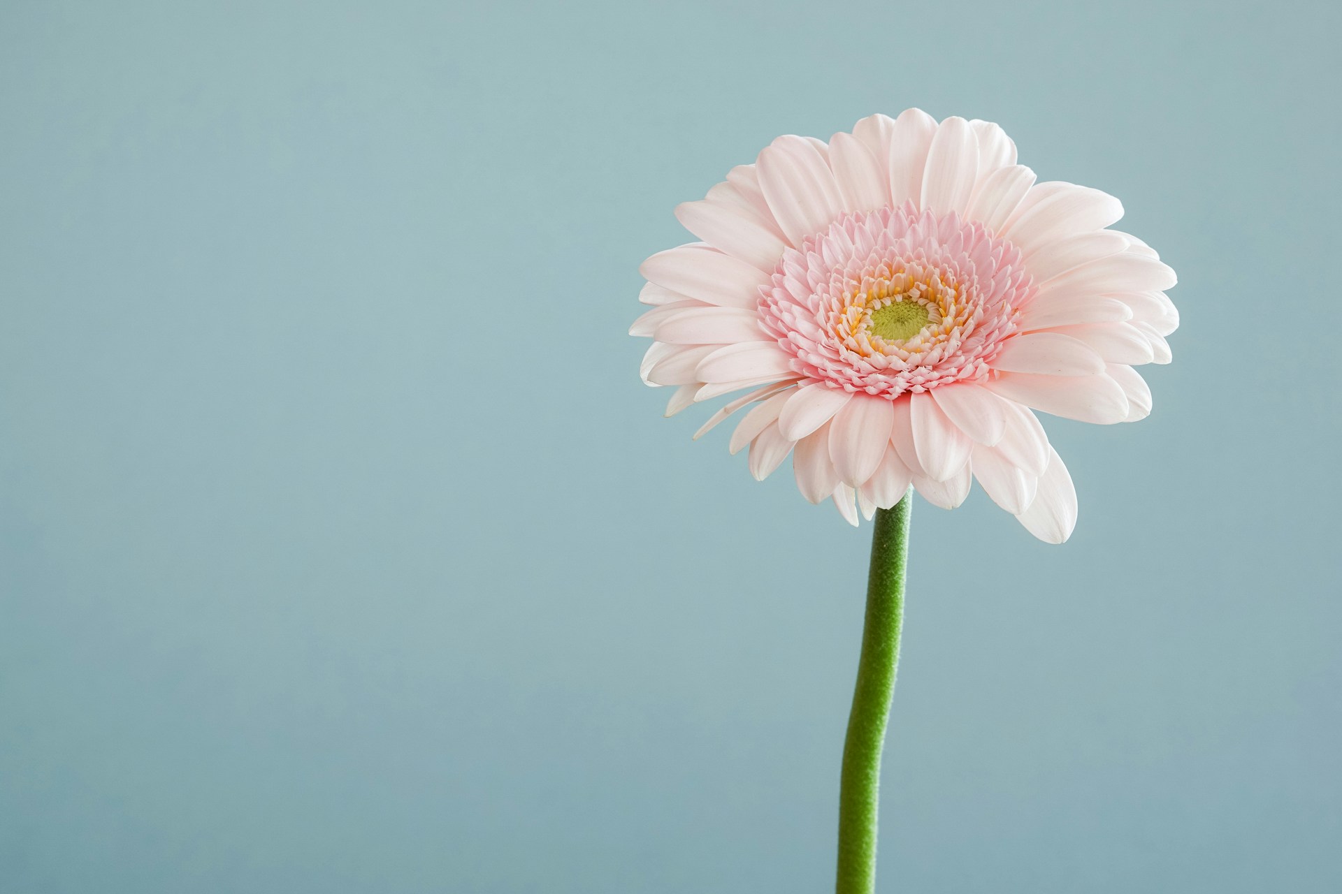 The Ultimate Guide to Peony Care