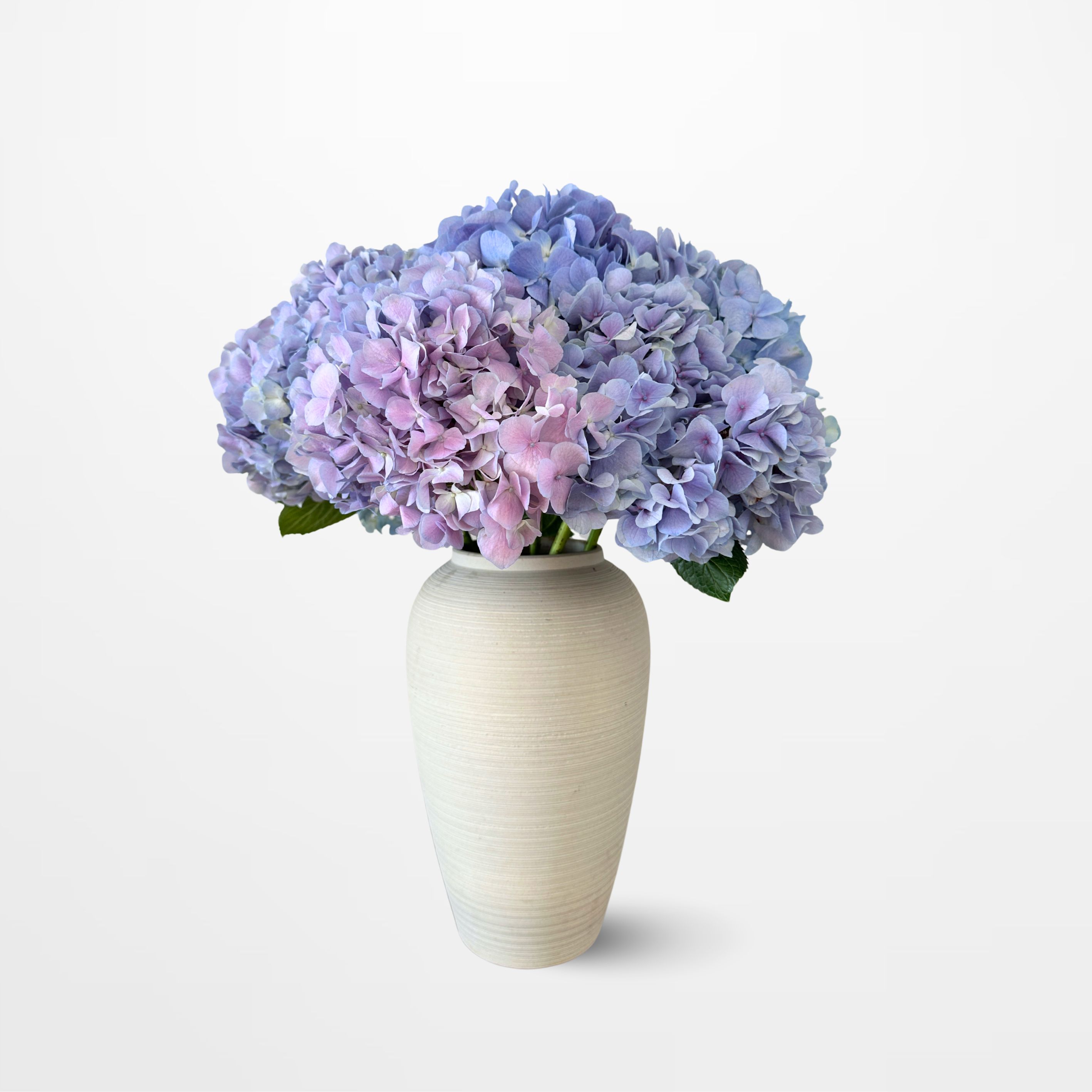 HY Lilac Hydrangea