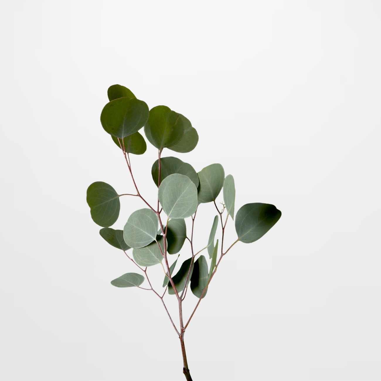 Eucalyptus Silver Dollar